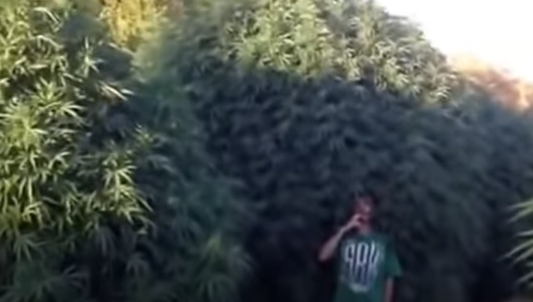 marihuana grande